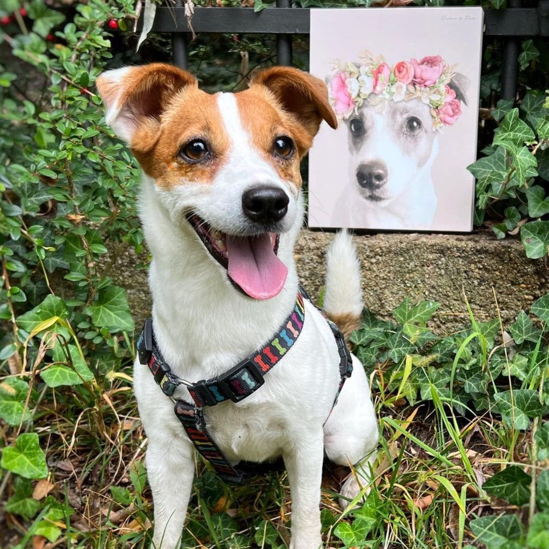Floral Crown Pet Portrait